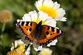 Aglais urticae Kleine vos vlinder vlinders butterfly butterflies papillon papillons